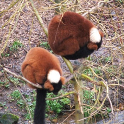 colchesterzoo0306 008